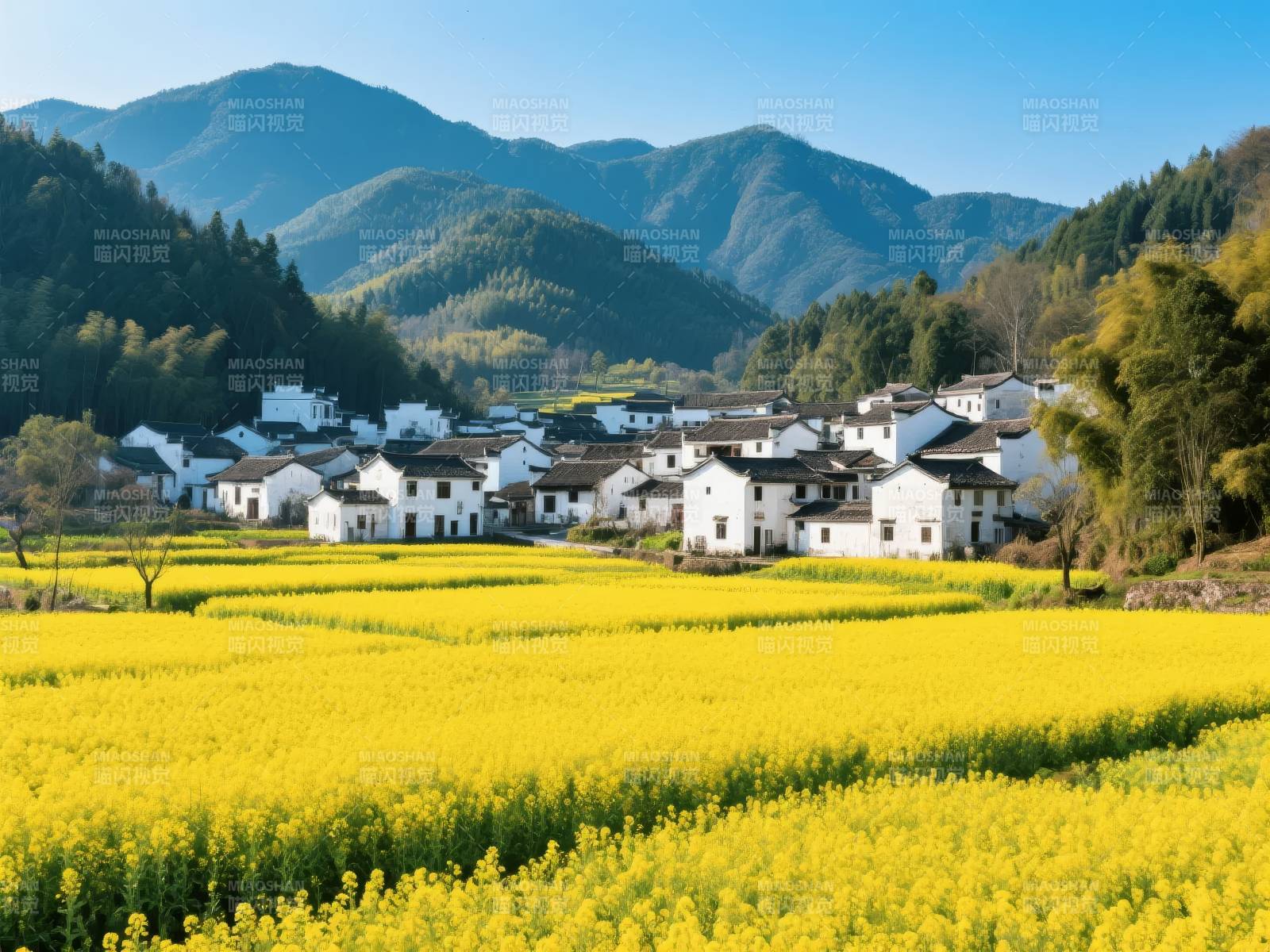 油菜花田与白墙黛瓦图片