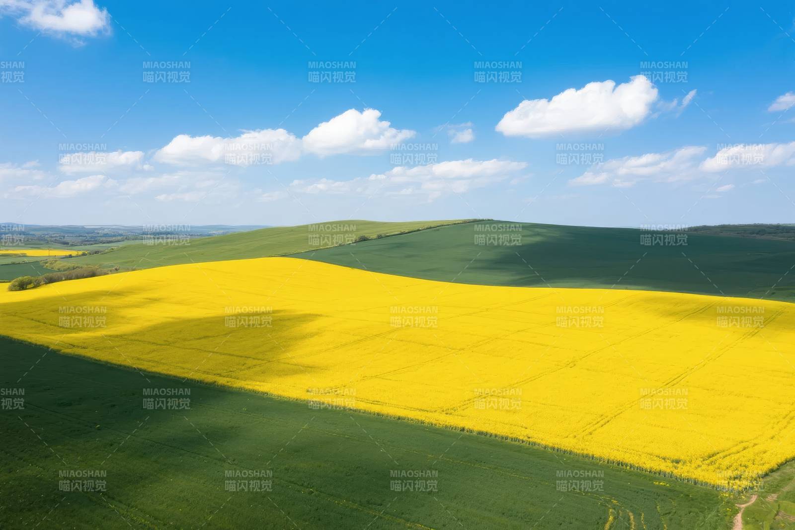 金黄油菜花海图片