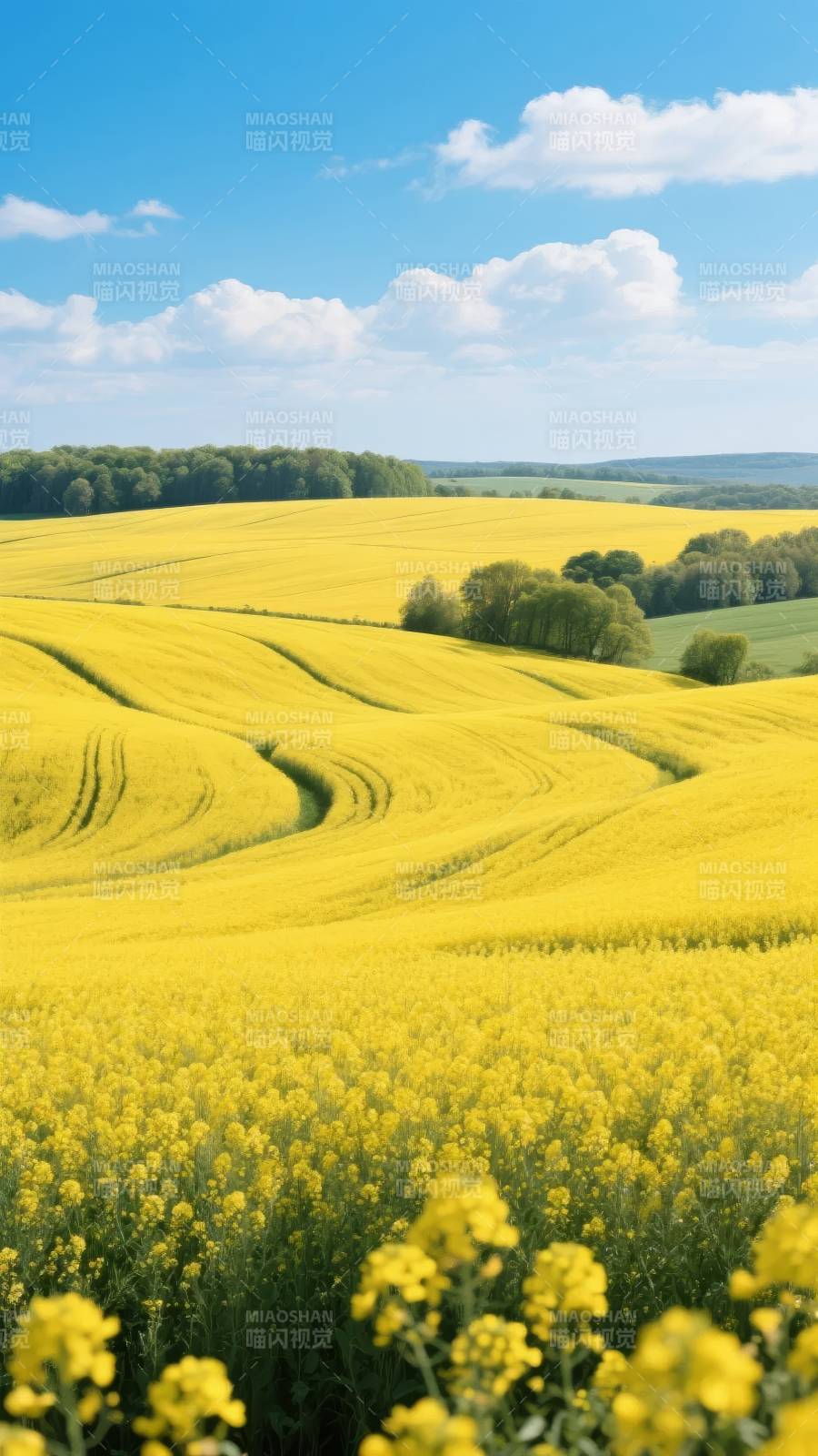 金黄花海映蓝天图片