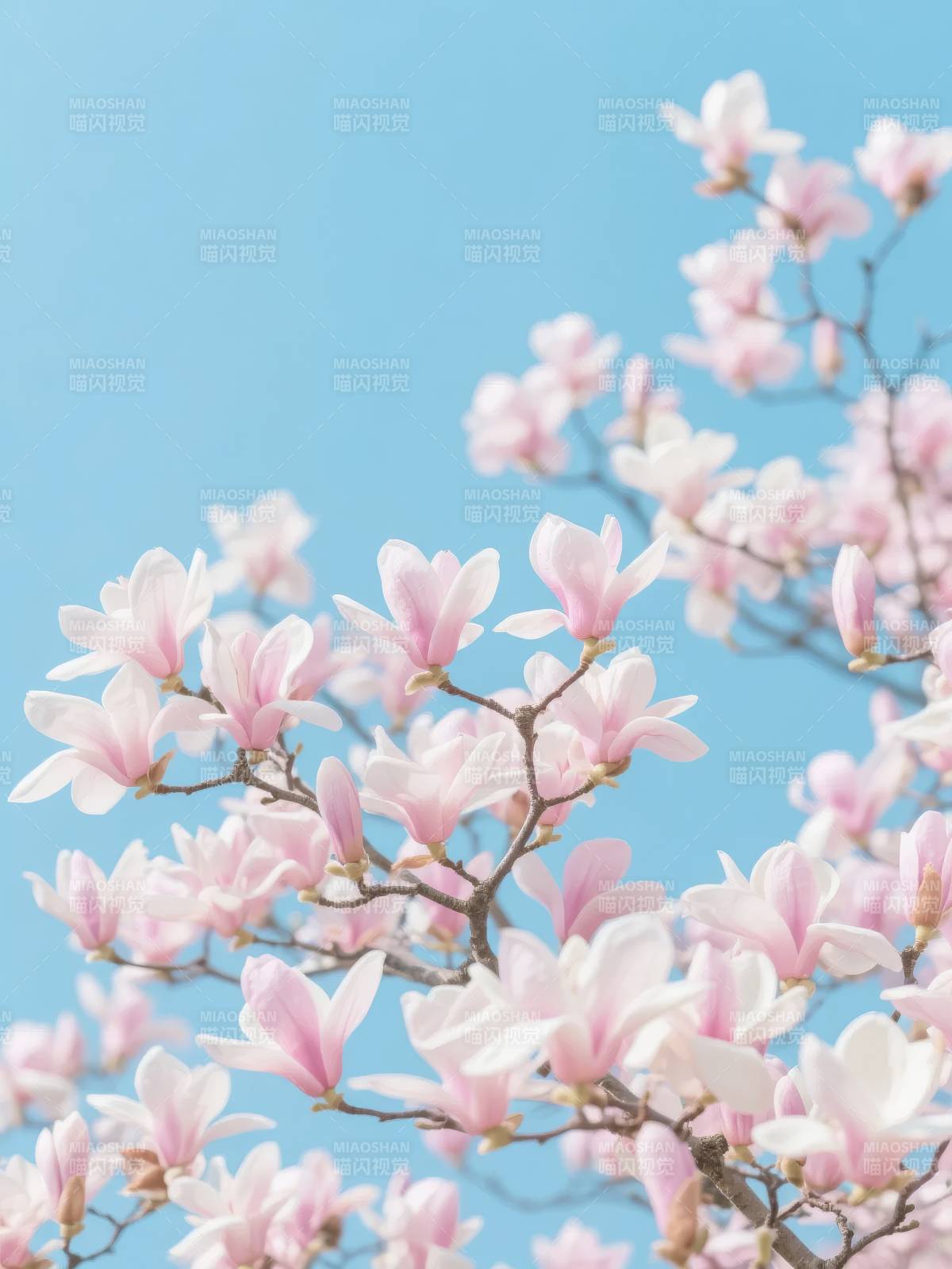 春日玉兰绽放图片