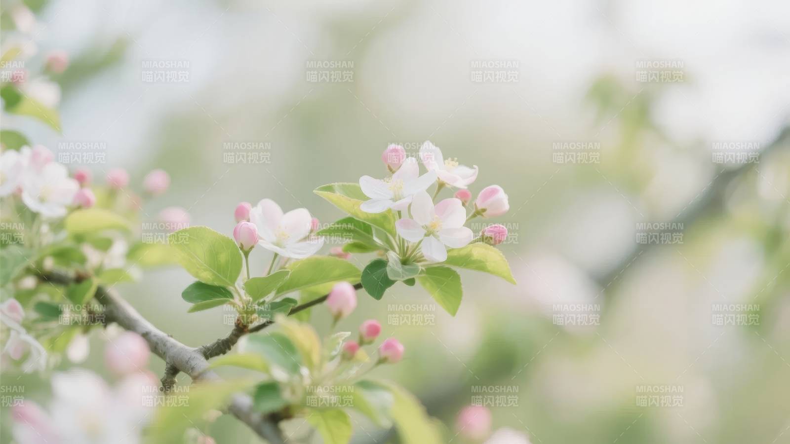 春日花开枝头图片