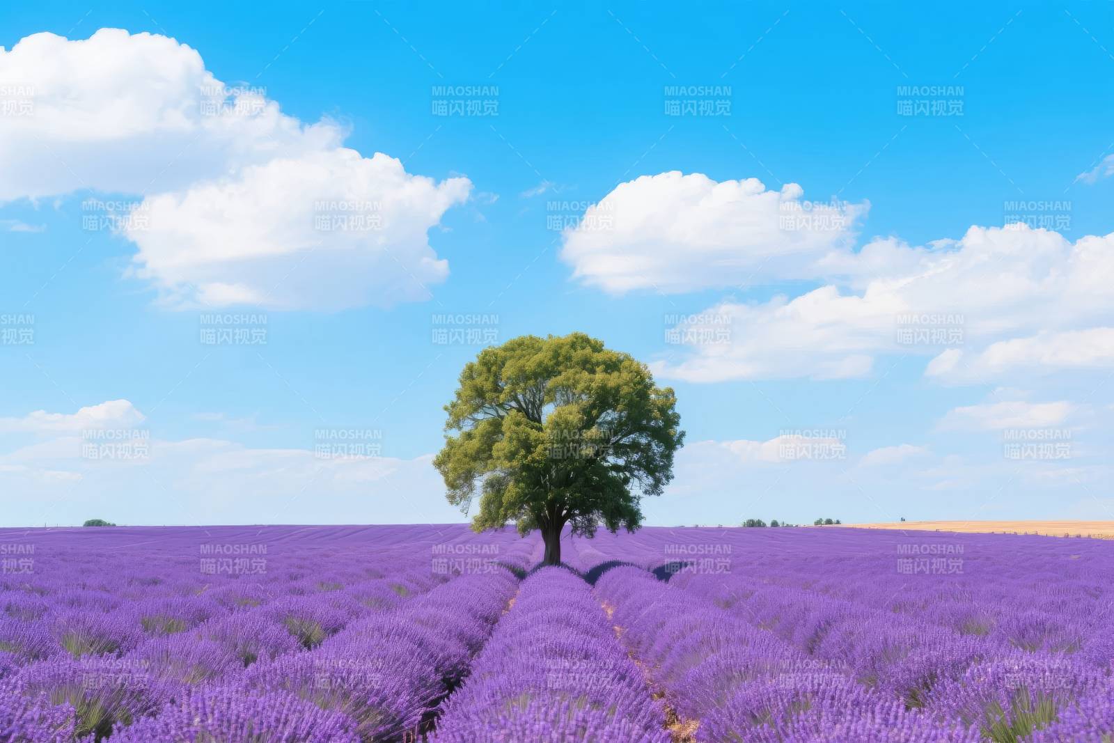 薰衣草田中的孤树图片