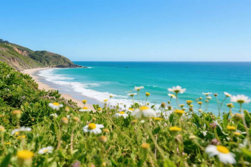 海岸花海风光图片