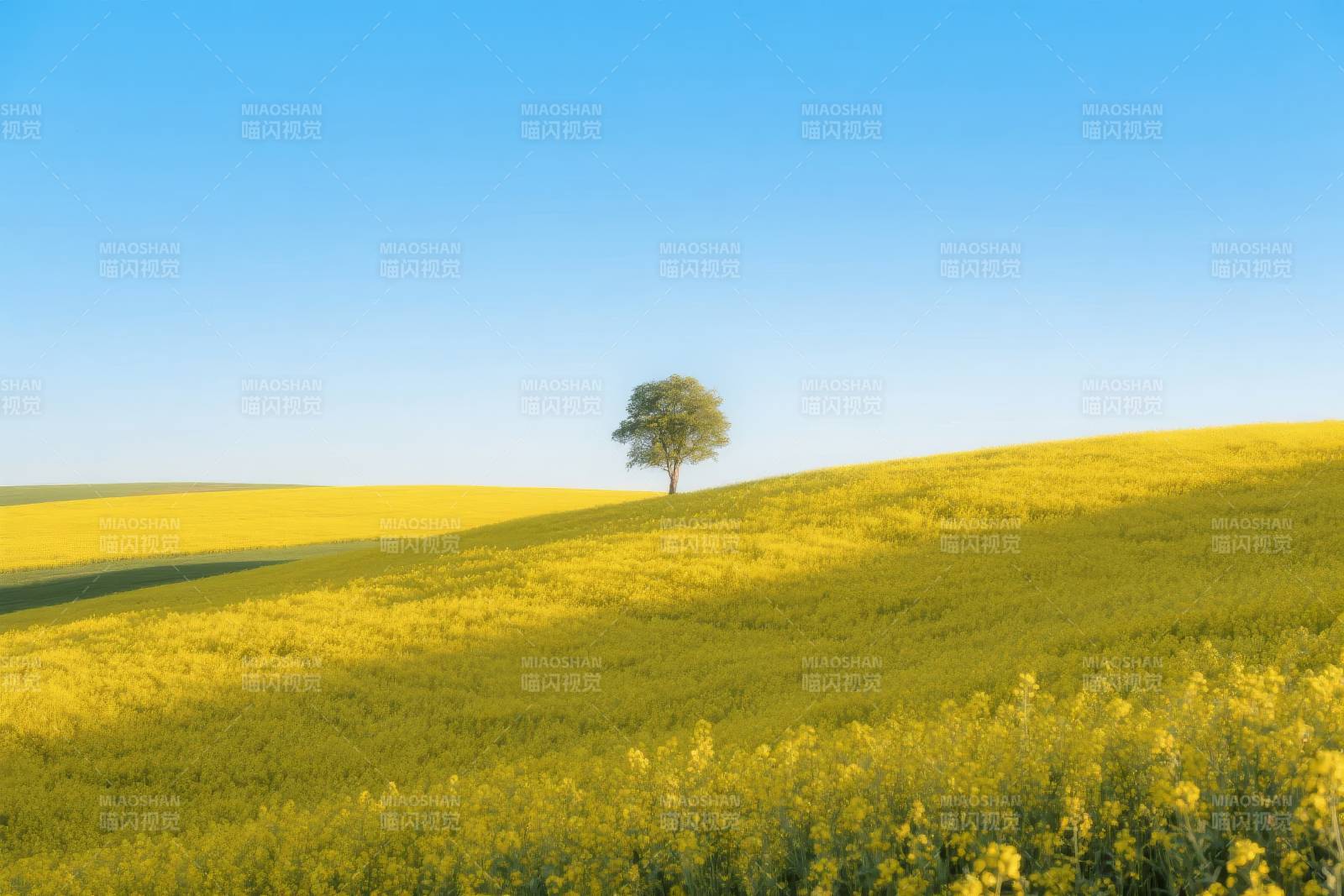 孤树黄花映蓝天图片