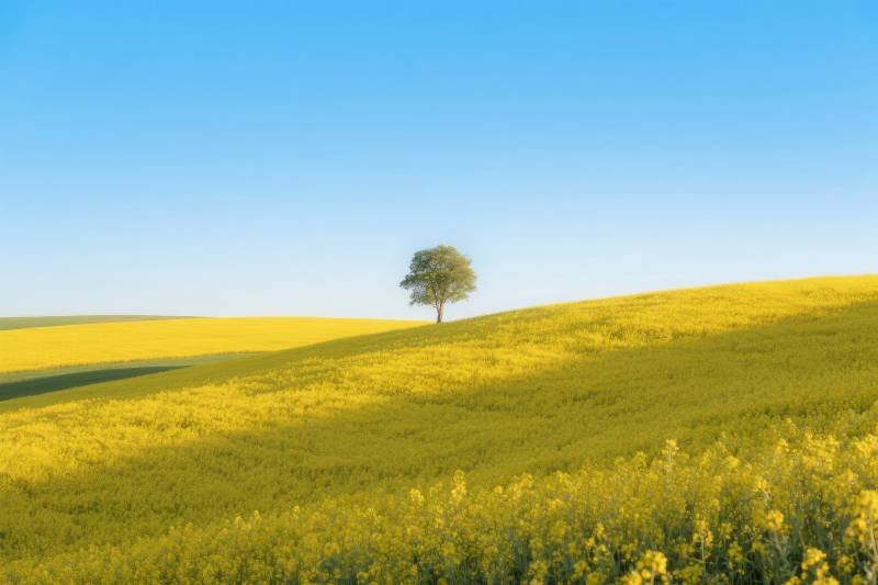 孤树黄花映蓝天图片