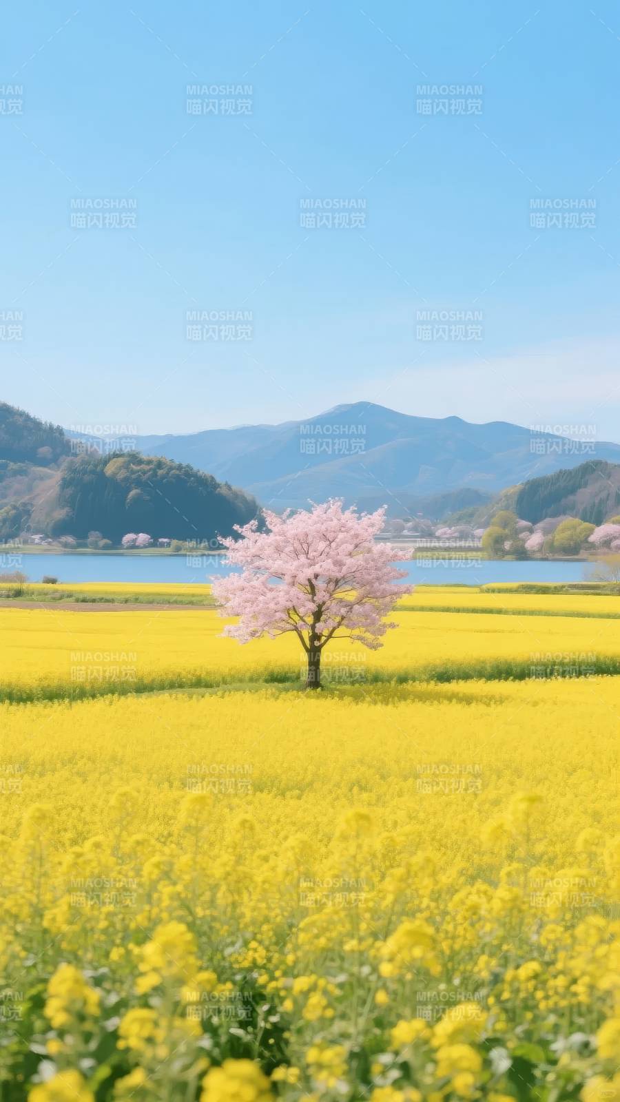 樱花与油菜花海图片