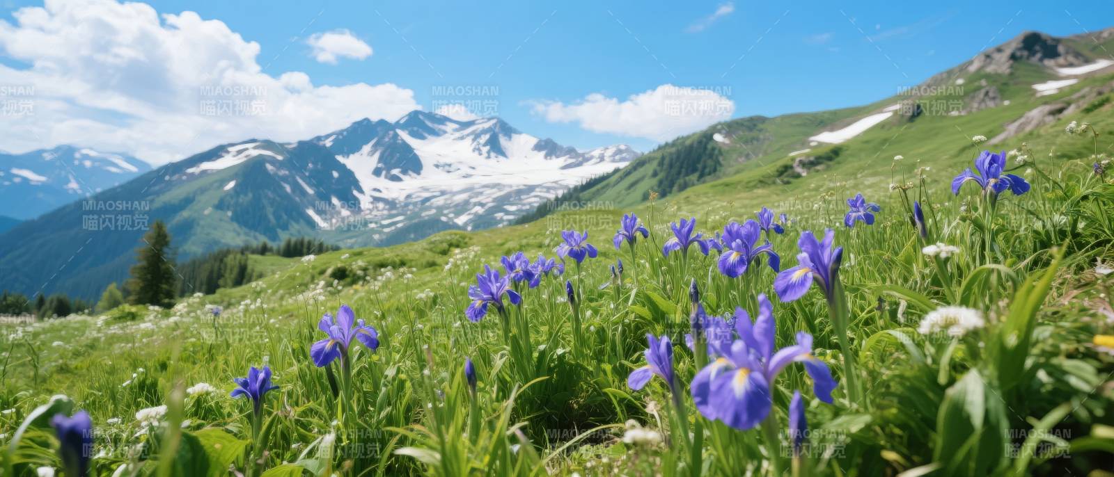 高山紫花绽放图片