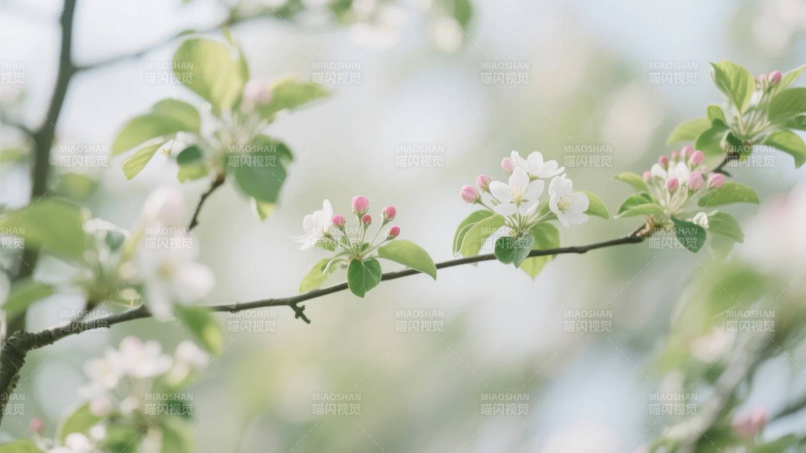 春日花开枝头图片