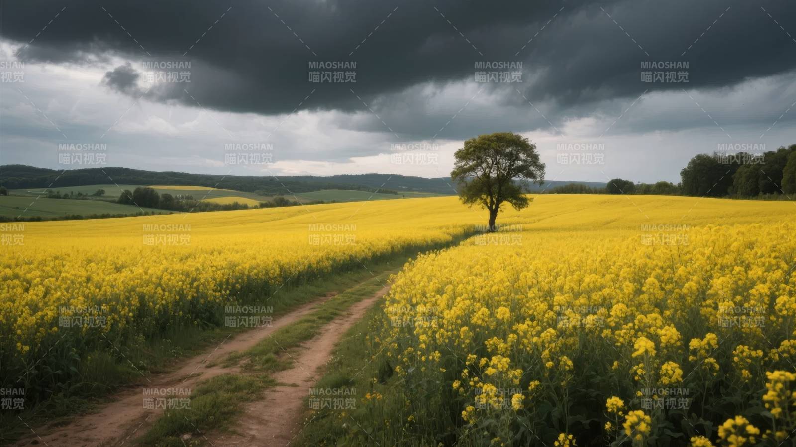 油菜花田小径图片