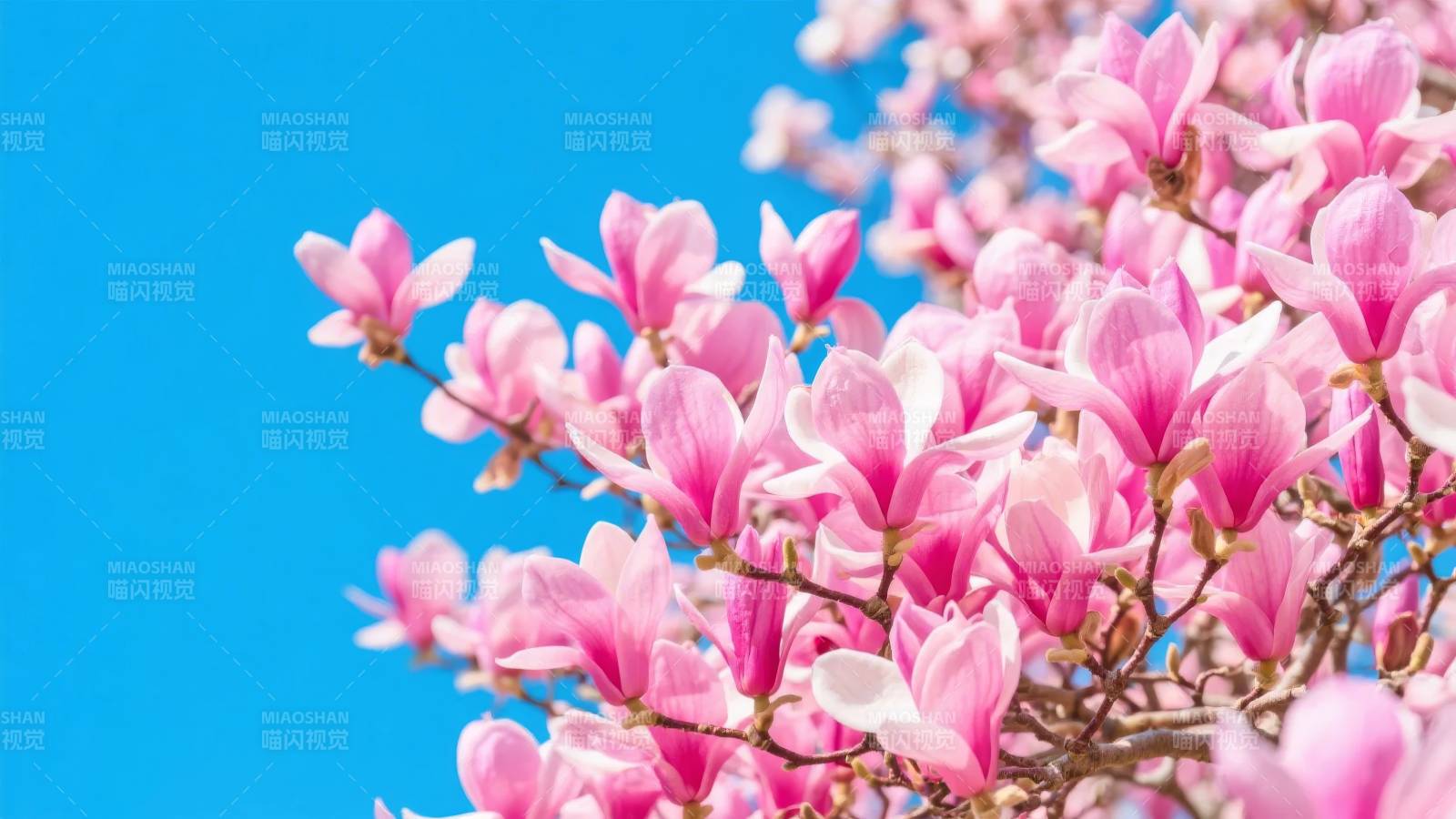 粉花映蓝天图片