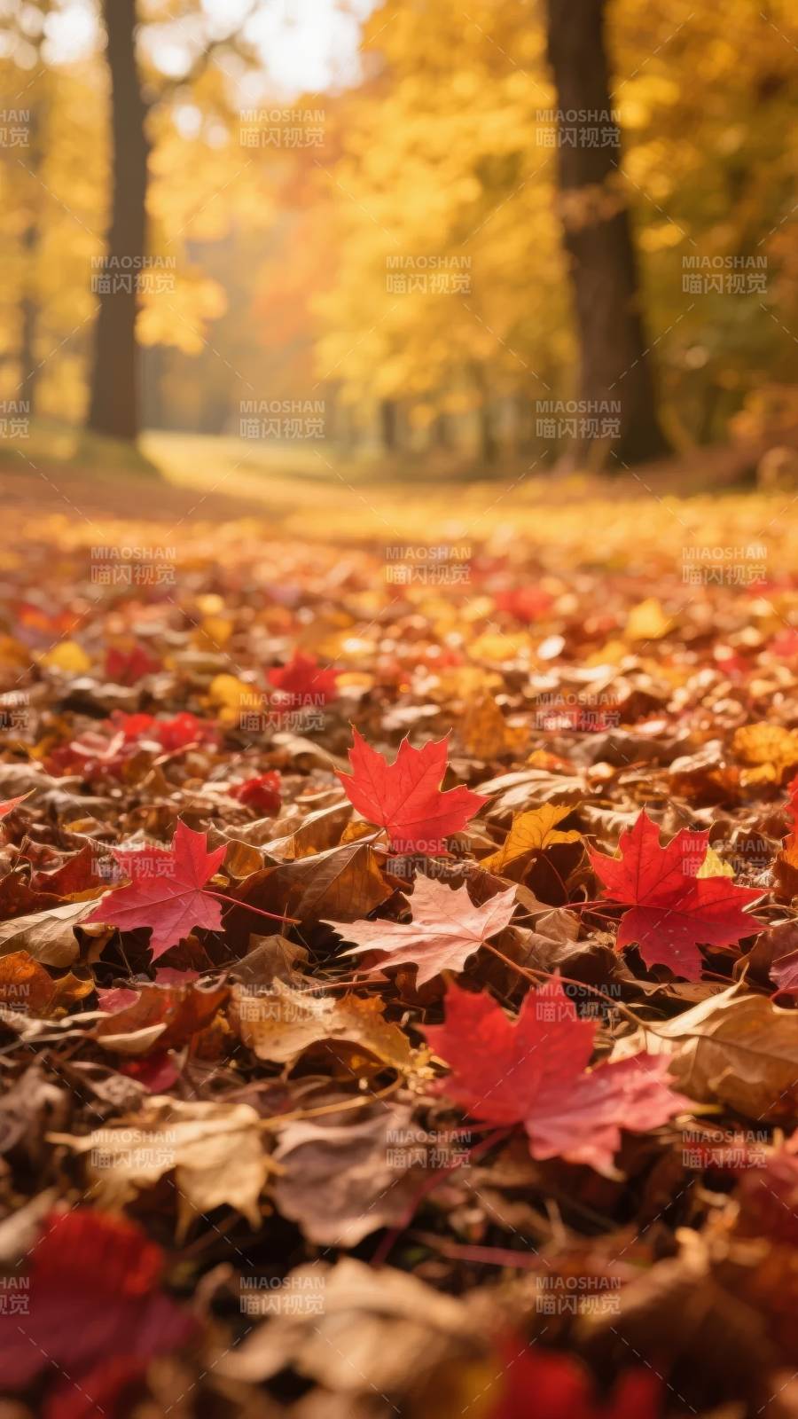 秋叶铺满林间小径图片