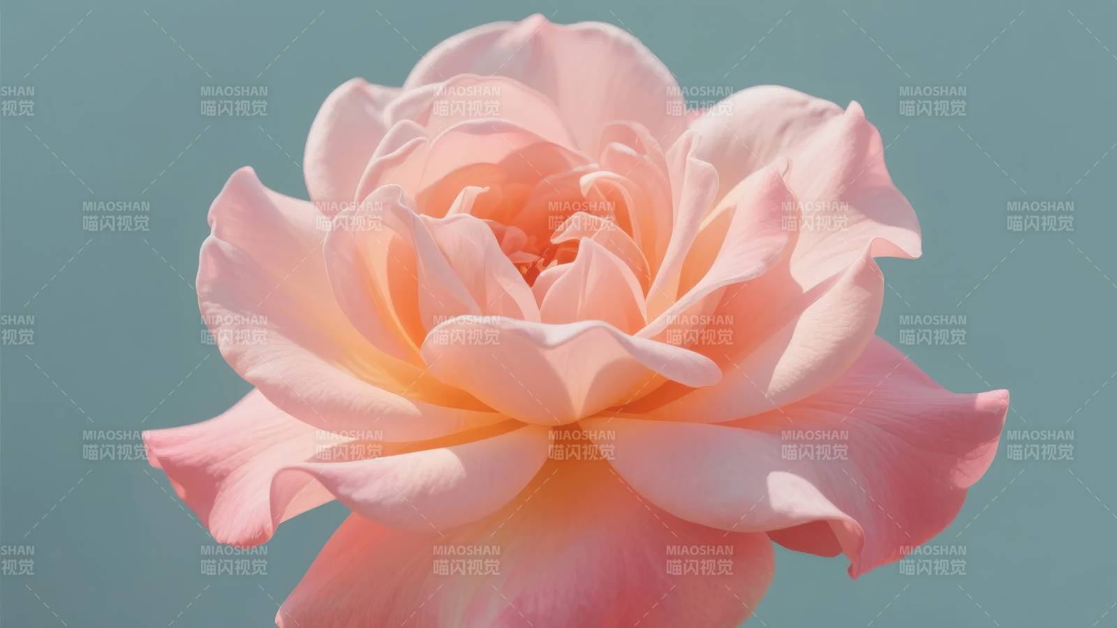 柔粉玫瑰绽放图片