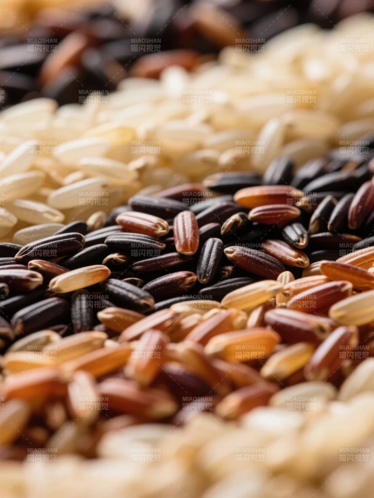 五彩稻米特写图片