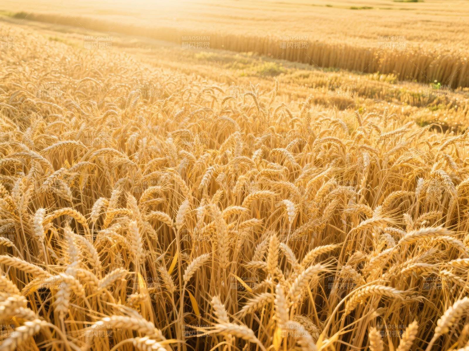 金黄麦浪迎风舞图片