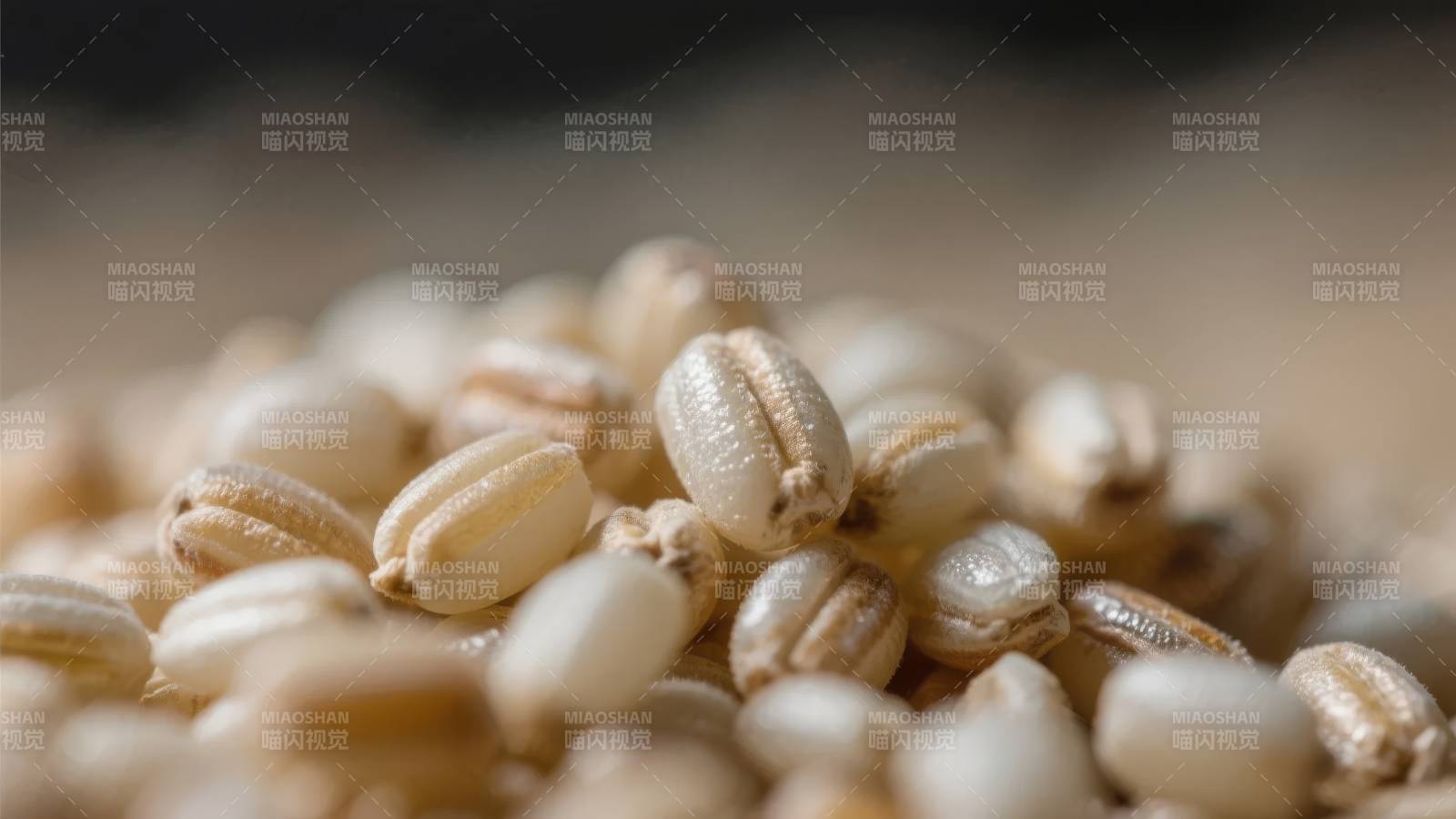燕麦粒特写图片