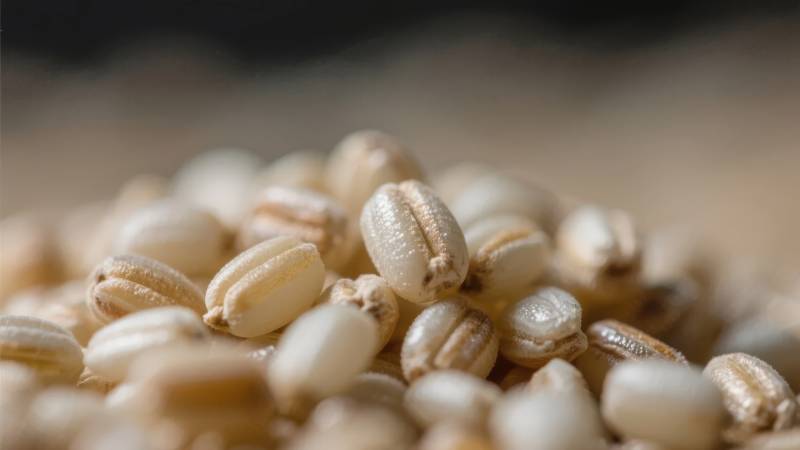 燕麦粒特写图片