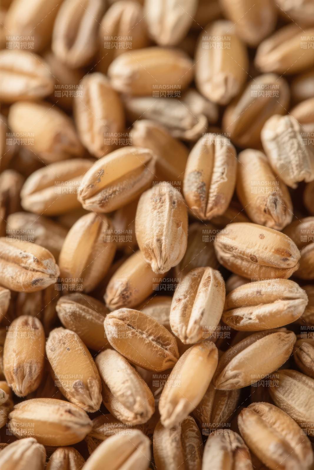 金黄麦粒特写图片