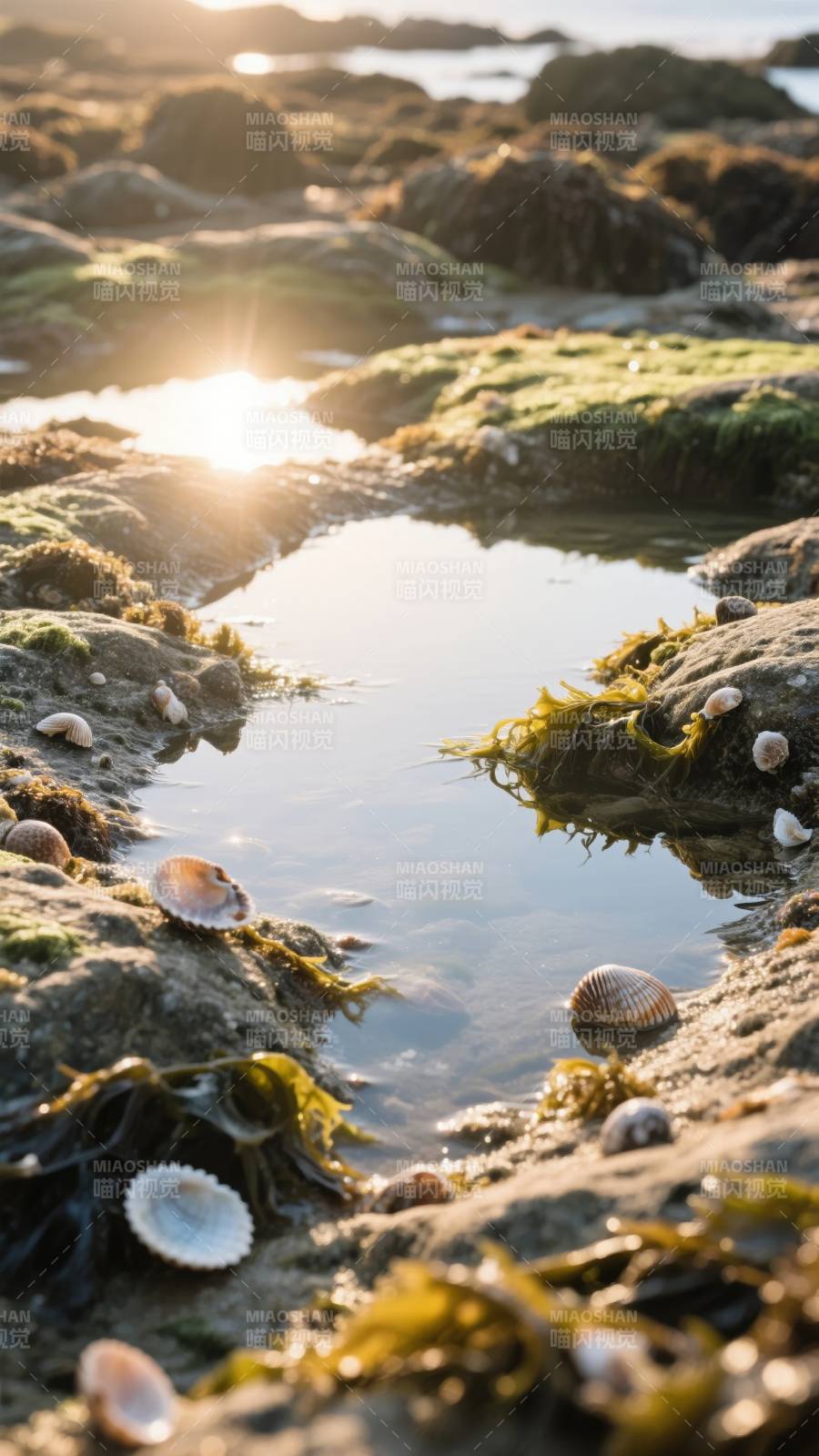 潮池晨光图片