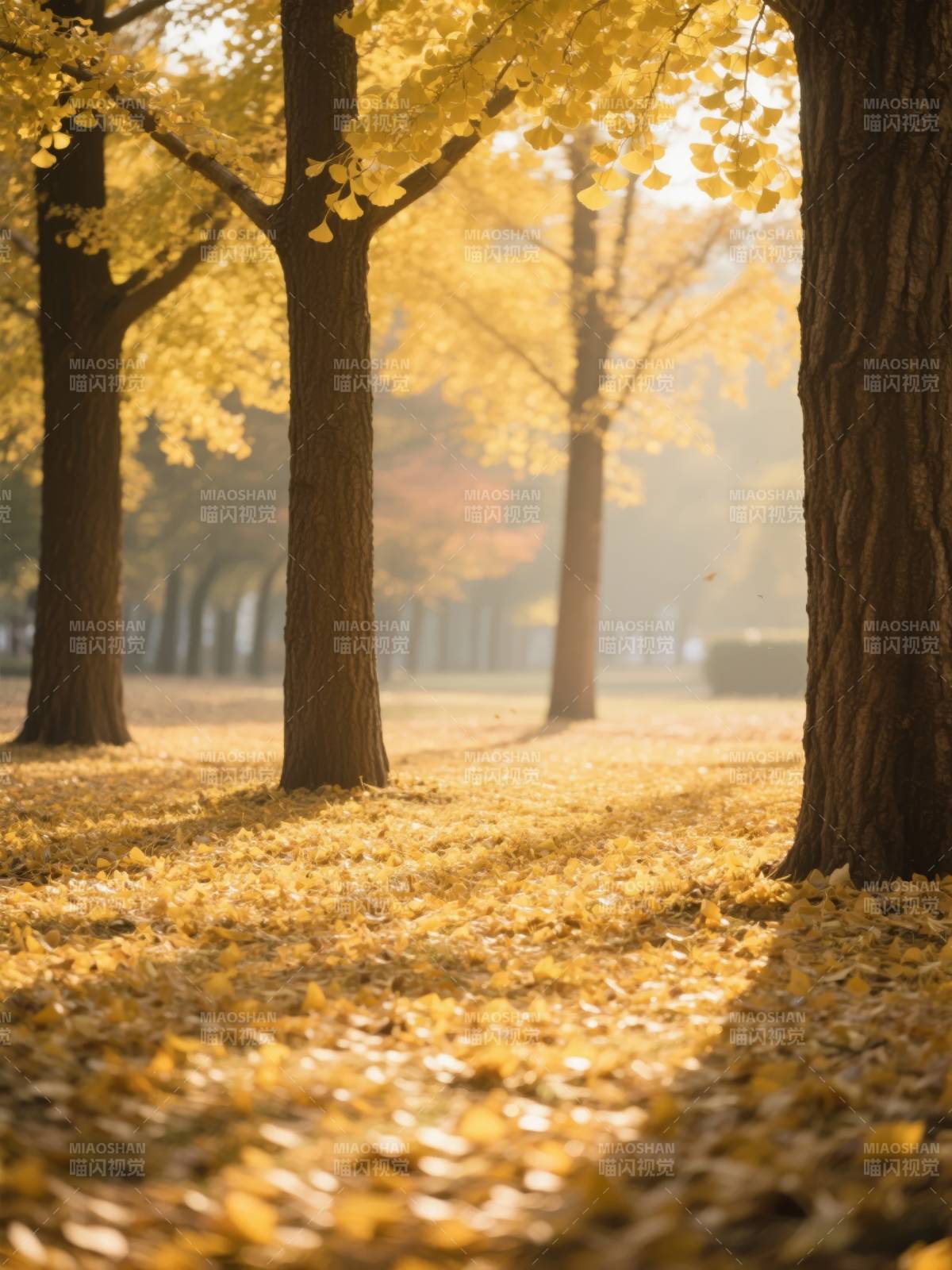 秋林金叶铺地图片