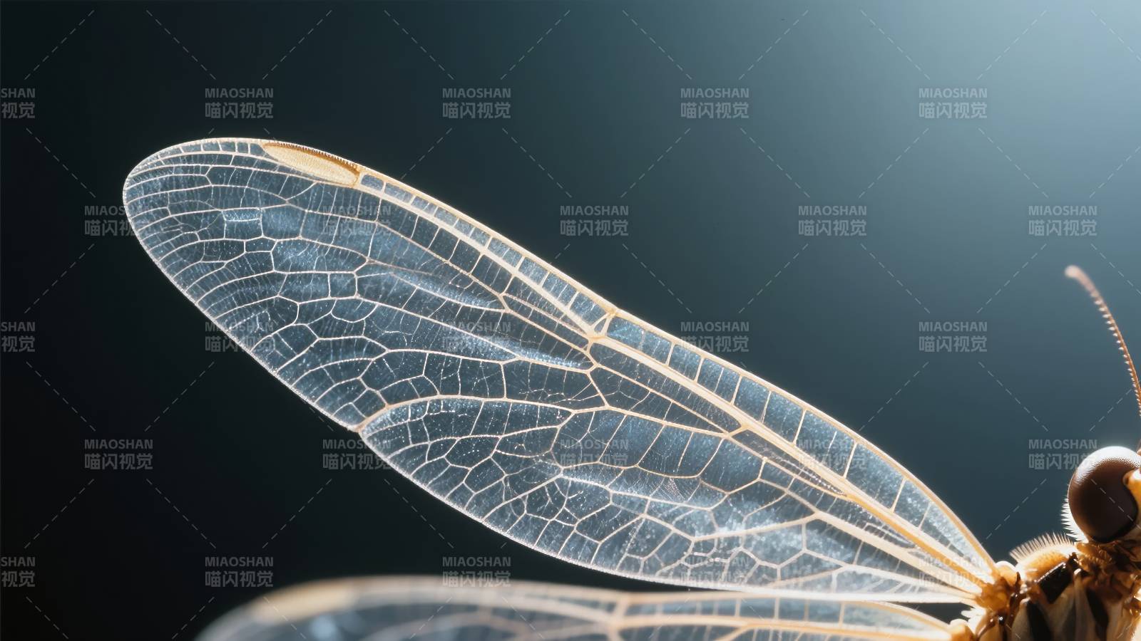 蜻蜓翅膀特写图片