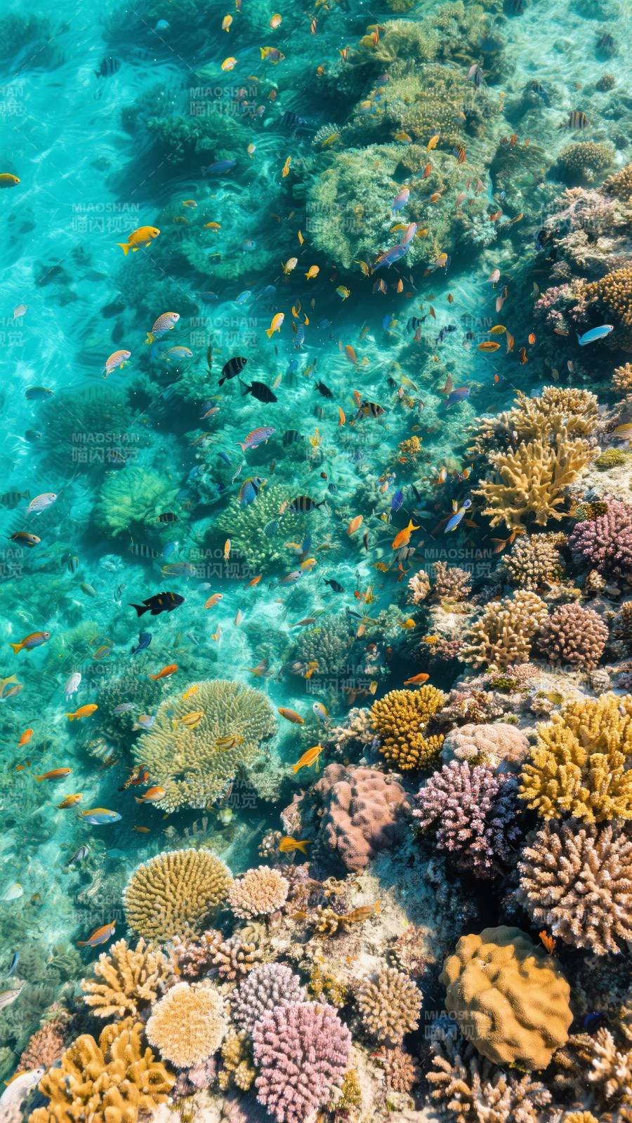 珊瑚礁鱼群图片