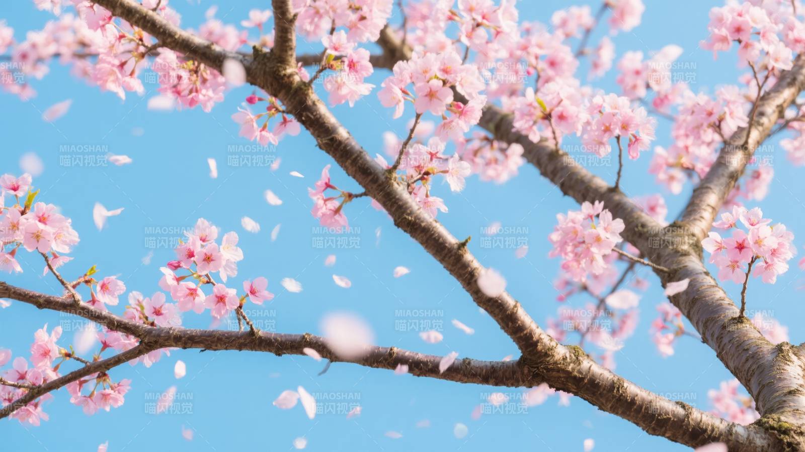 樱花纷飞春意浓图片