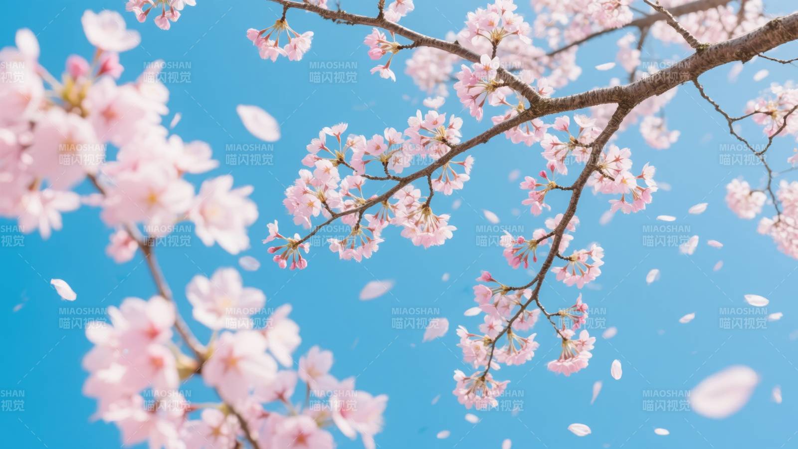 樱花纷飞春意浓图片