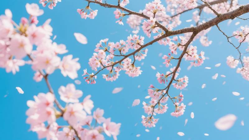 樱花纷飞春意浓图片