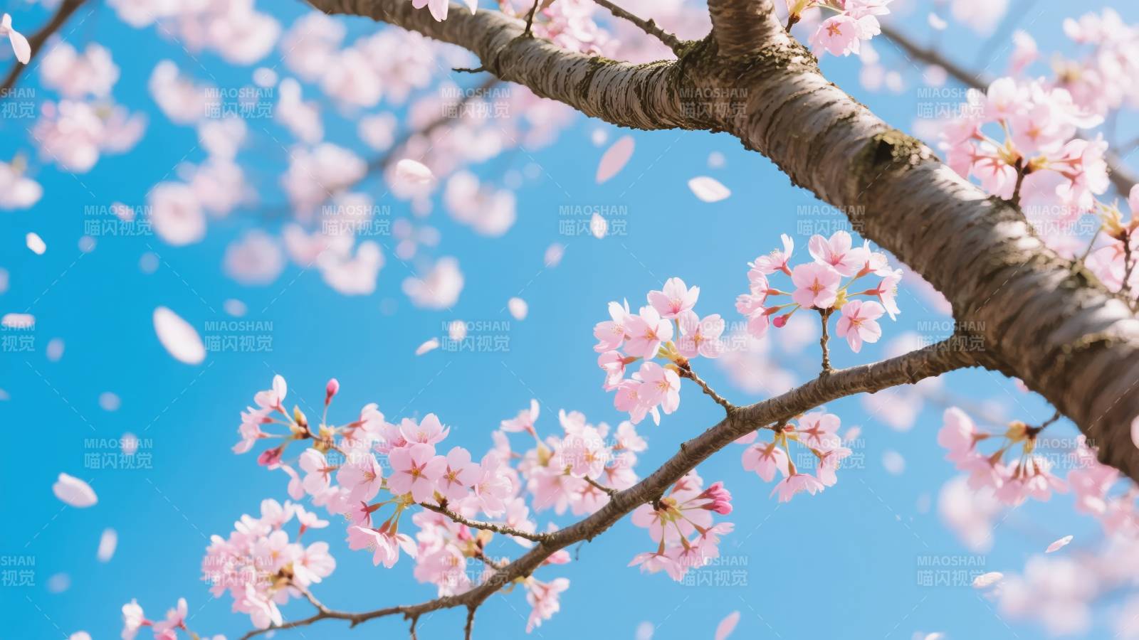 樱花纷飞春意浓图片