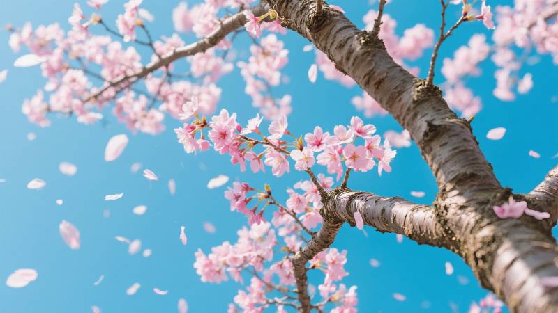 樱花纷飞春意浓图片