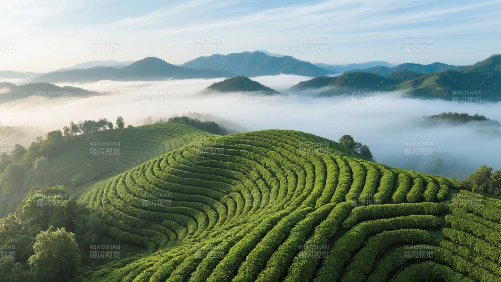 云雾缭绕茶山图片