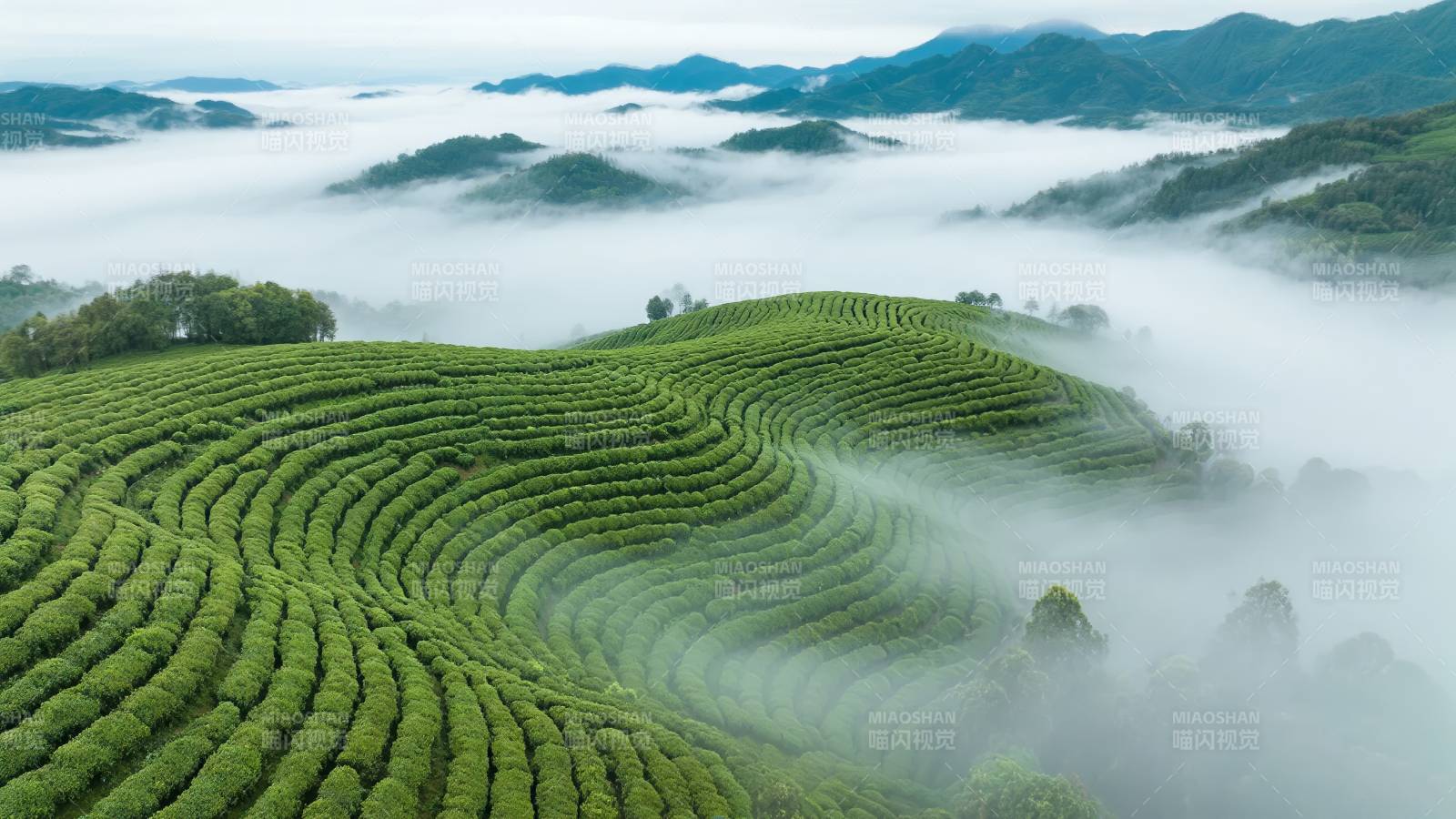 云雾缭绕茶山图片