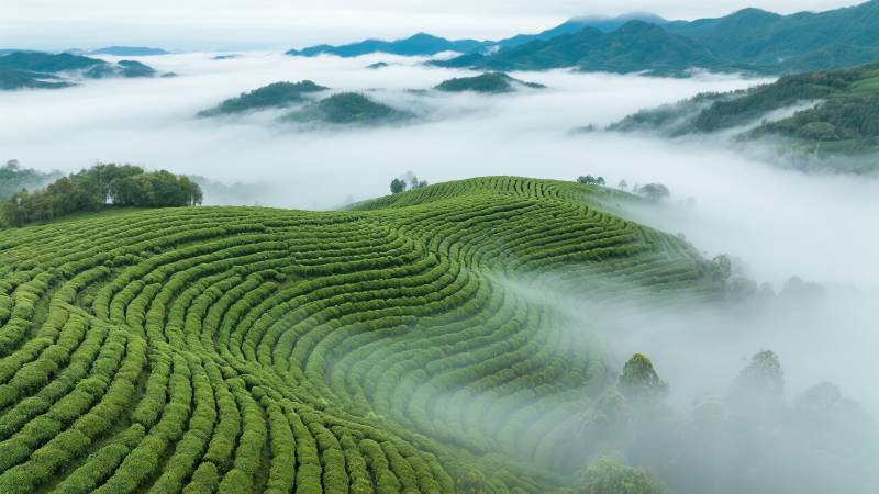 云雾缭绕茶山图片