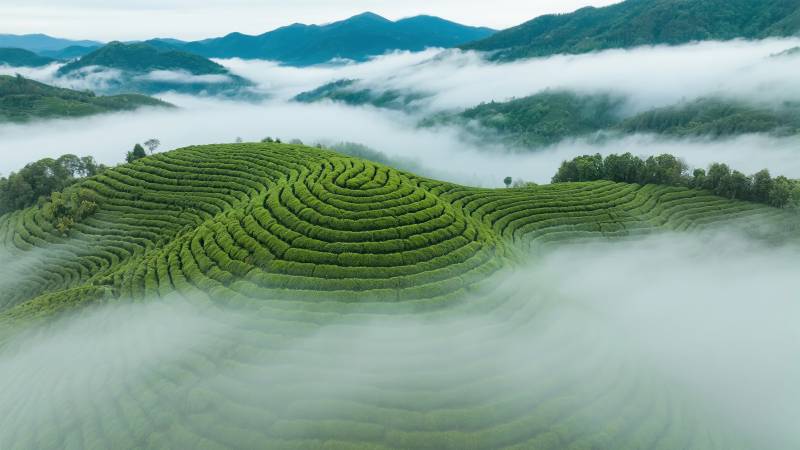 云雾缭绕茶山图片