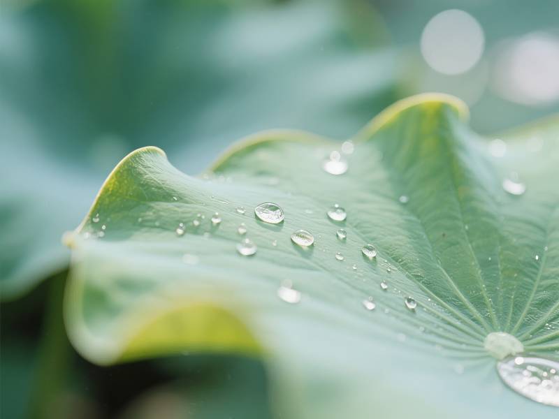 荷叶上的露珠图片