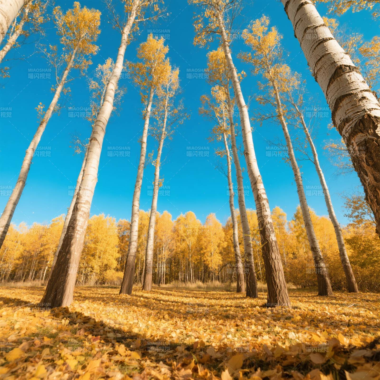 秋林金叶映蓝天图片