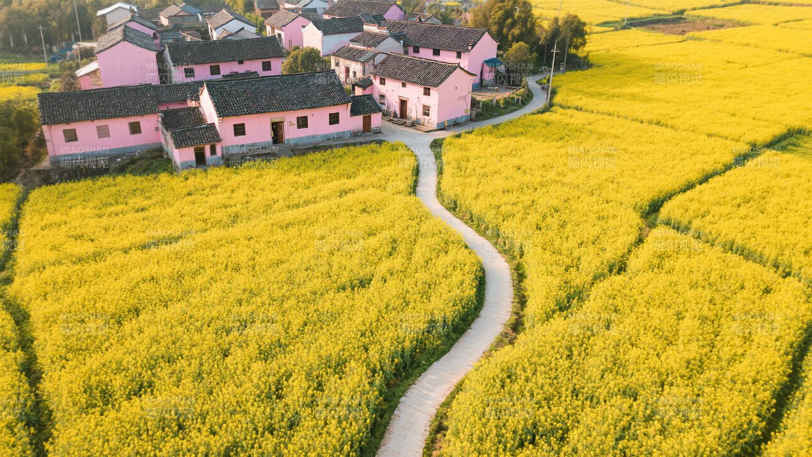 金田绕村小径图片