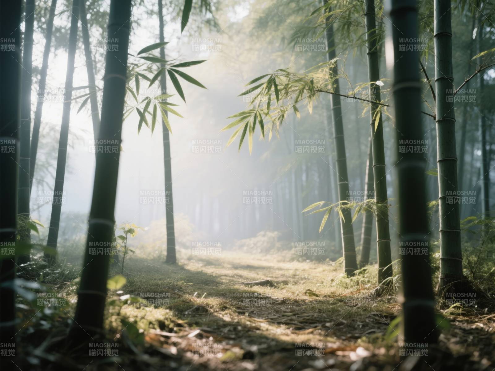 竹林晨雾图片