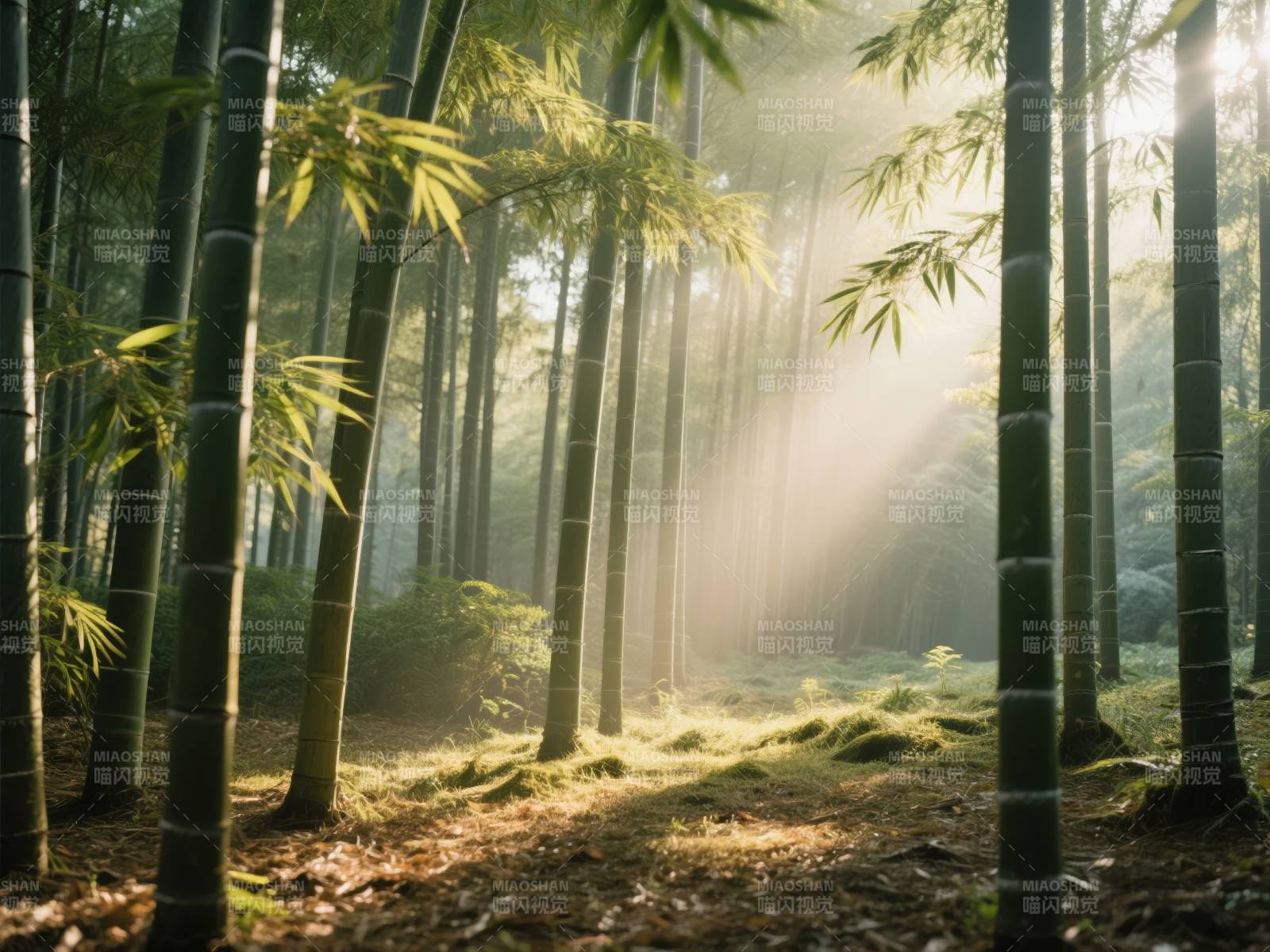 竹林晨光图片
