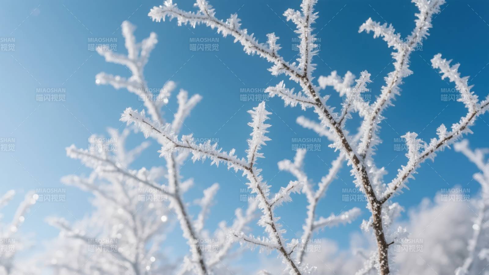 霜枝映蓝天图片