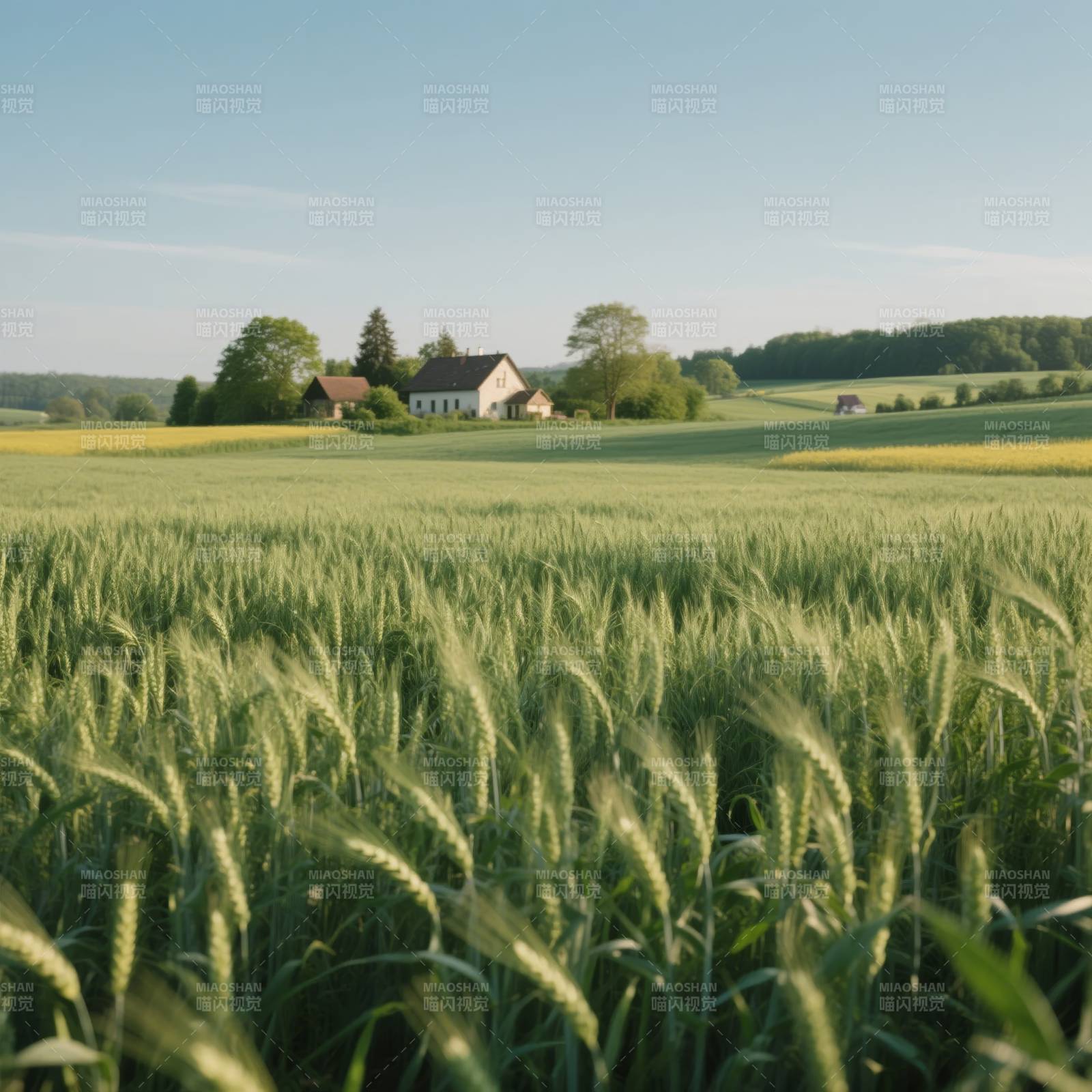 田园风光 麦浪翻滚图片