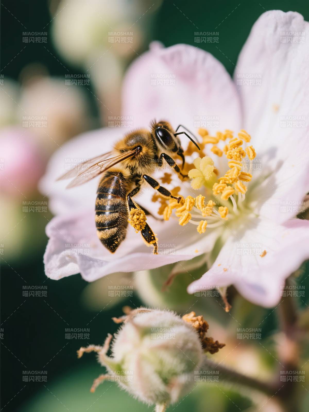 蜜蜂采蜜花中图片