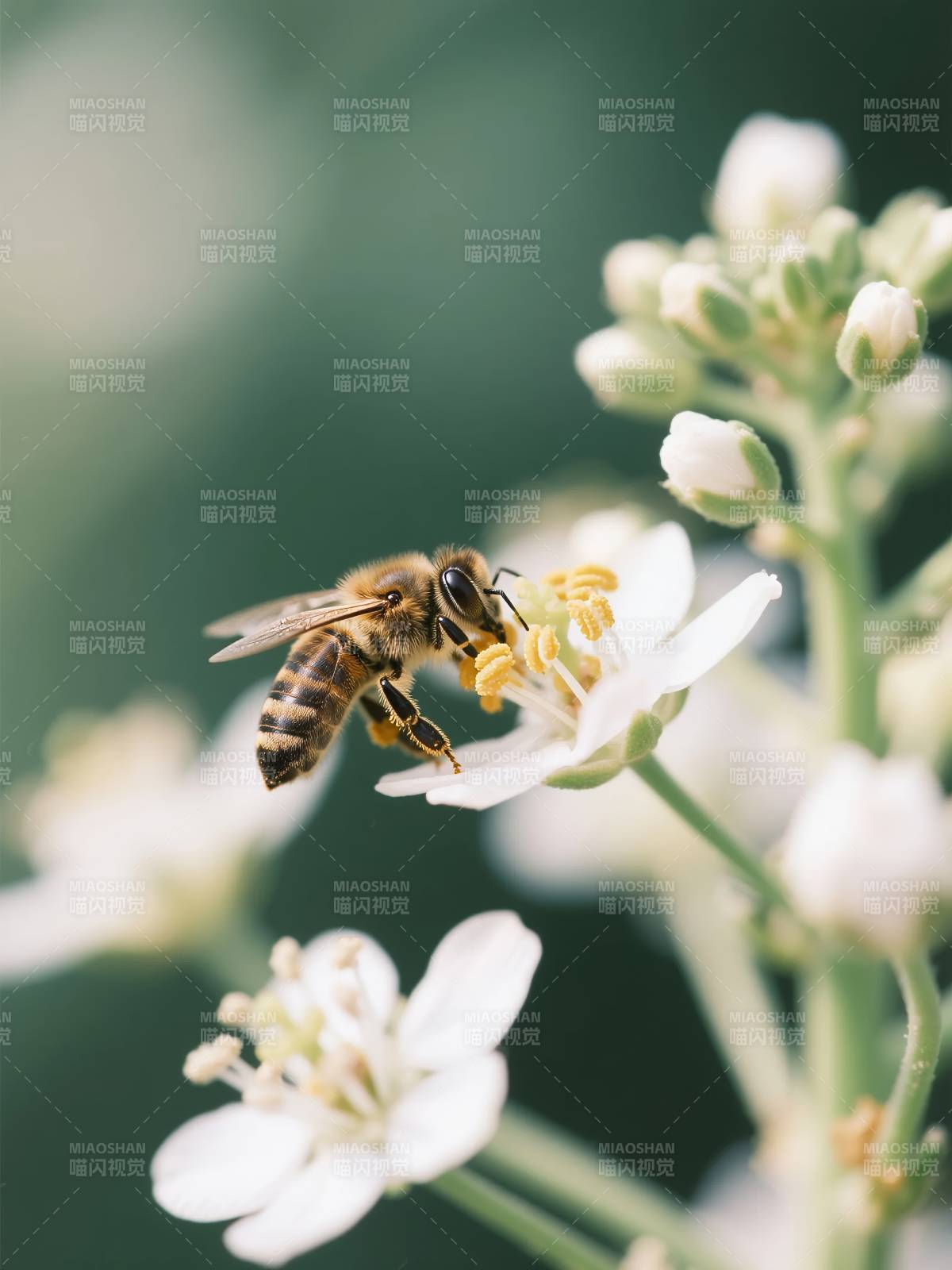 蜜蜂采蜜图片