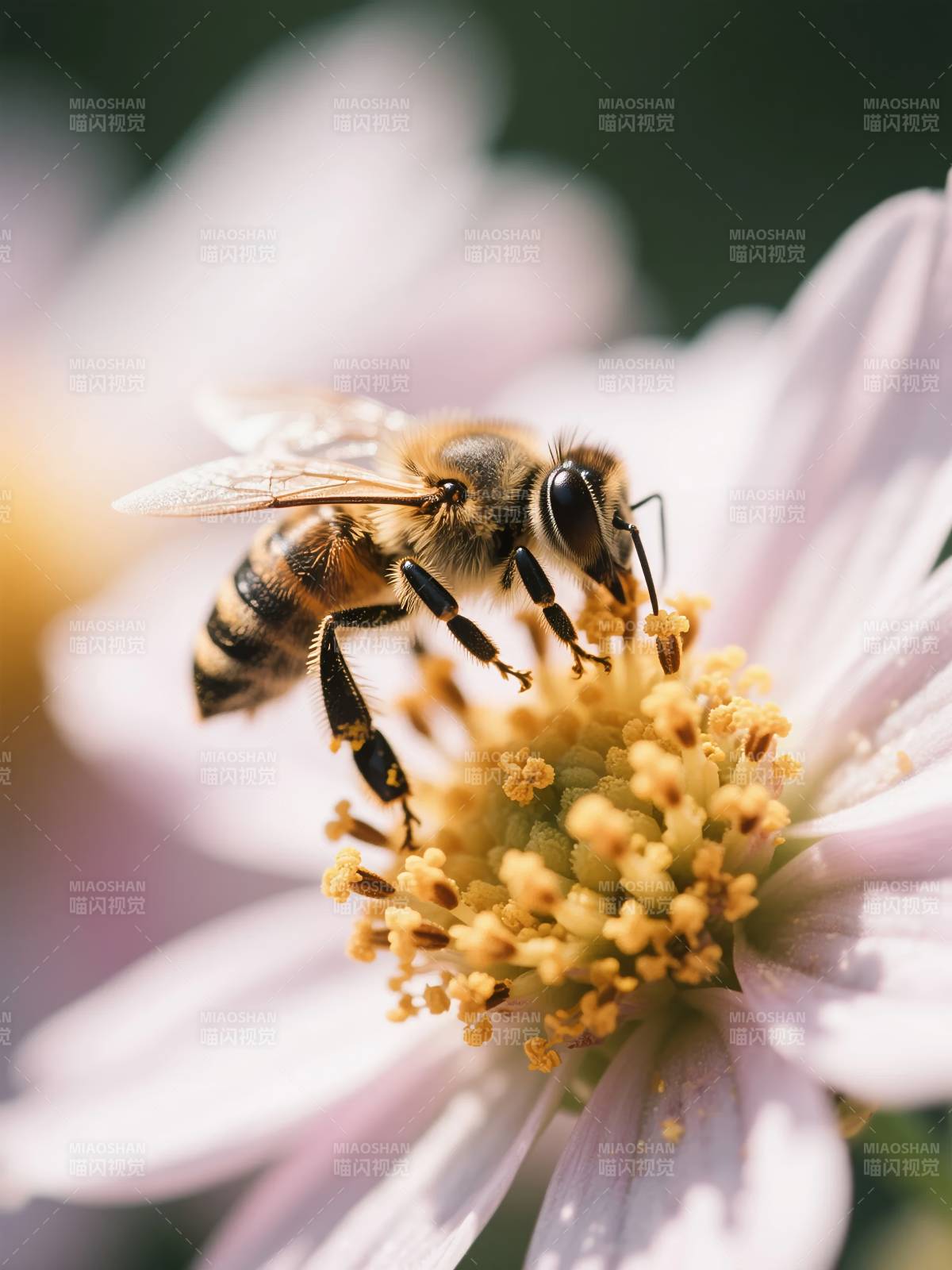 蜜蜂采蜜花间图片