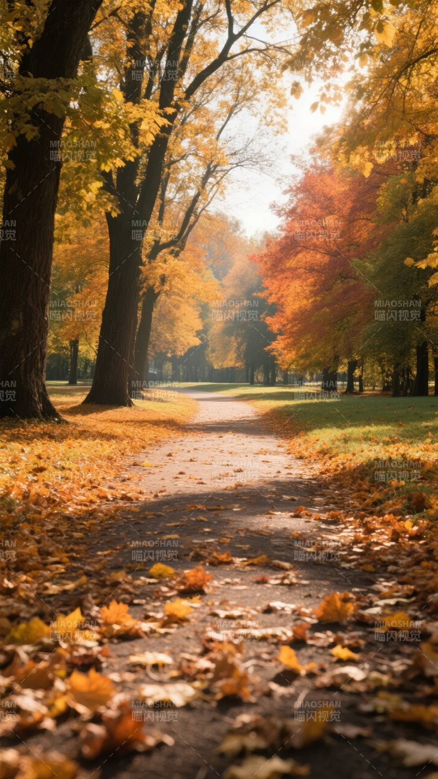 秋日林间小径图片