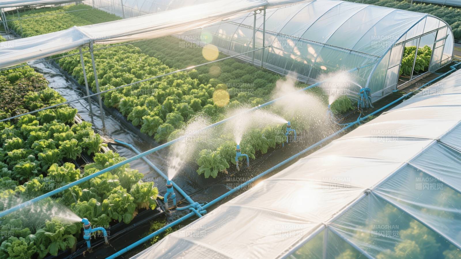 温室喷灌绿植图片