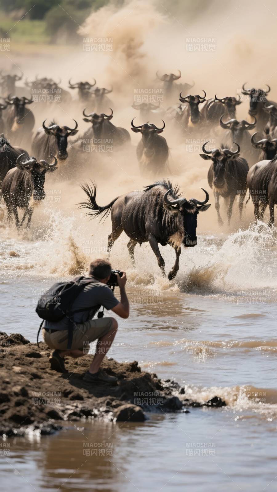 角马群渡河瞬间图片
