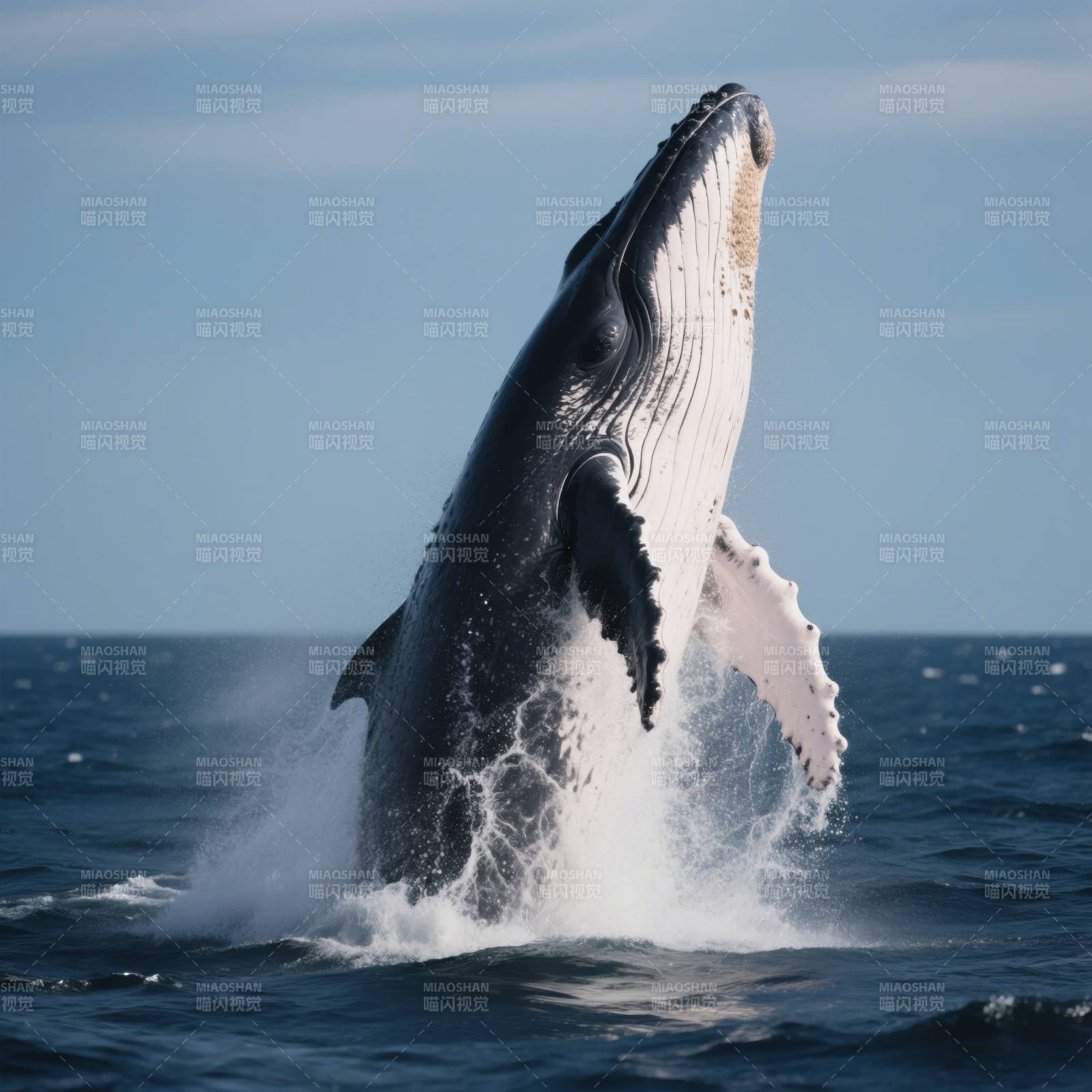 鲸跃海面图片