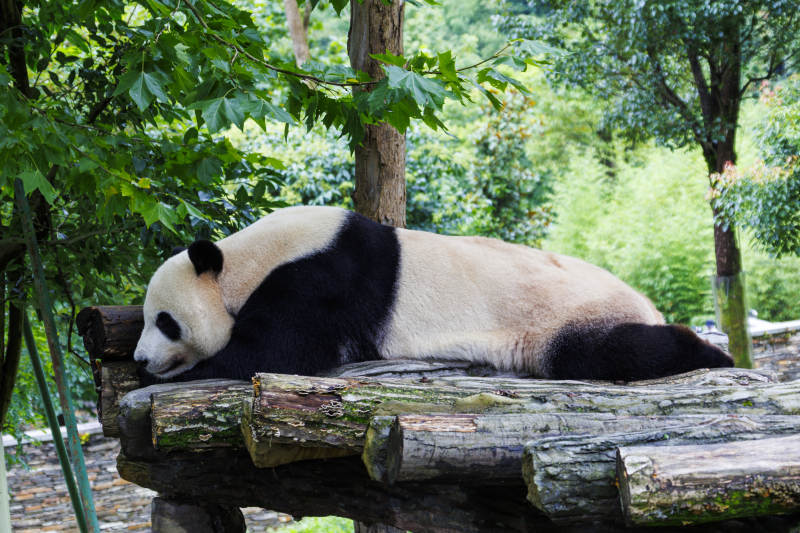 熊猫休憩树上图片