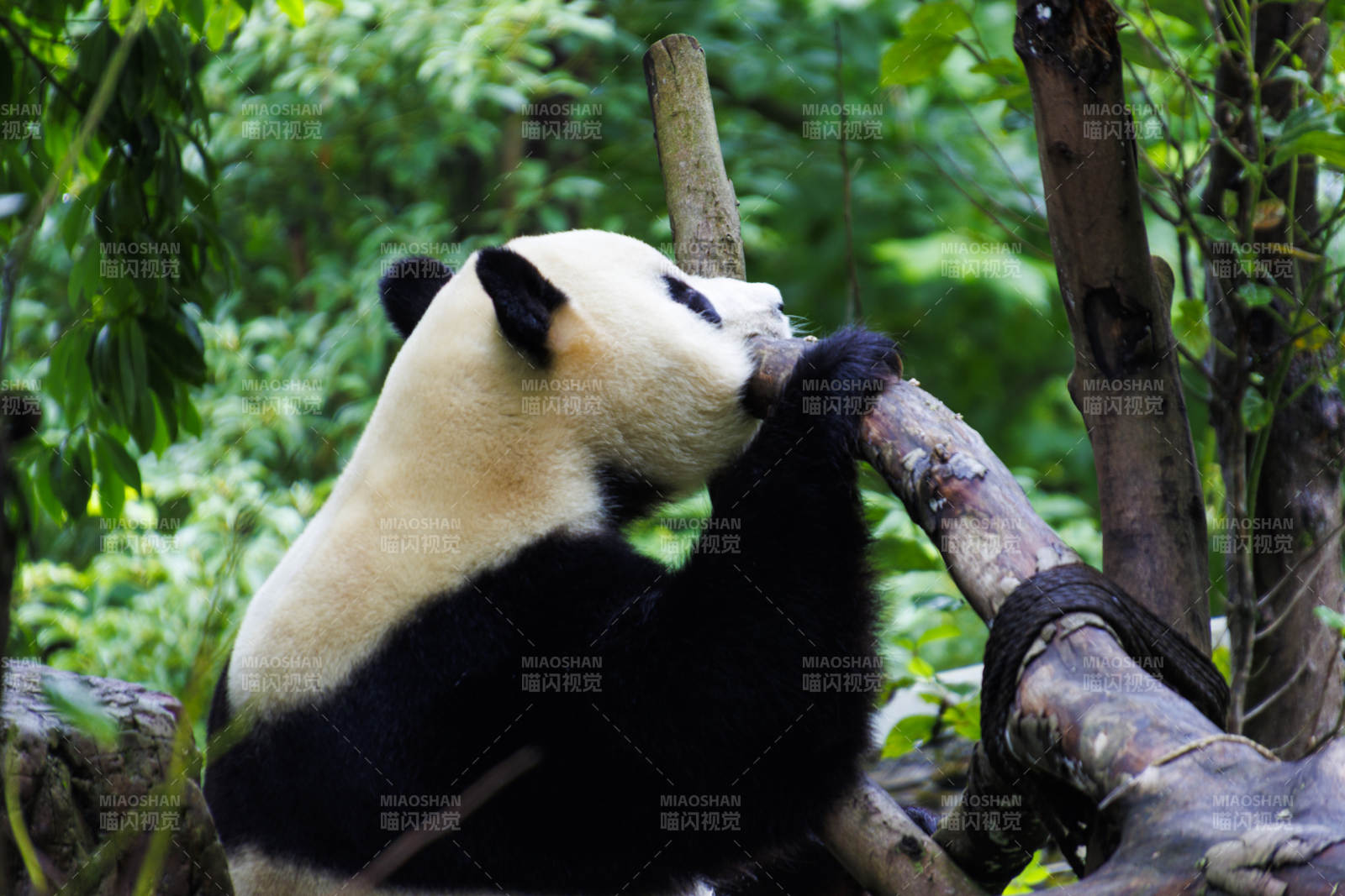 熊猫啃木头图片